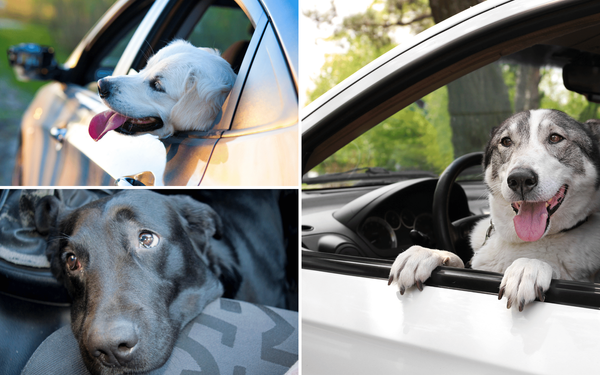 Dog Seat Covers to Keep Your Car Clean and Your Pups Safe