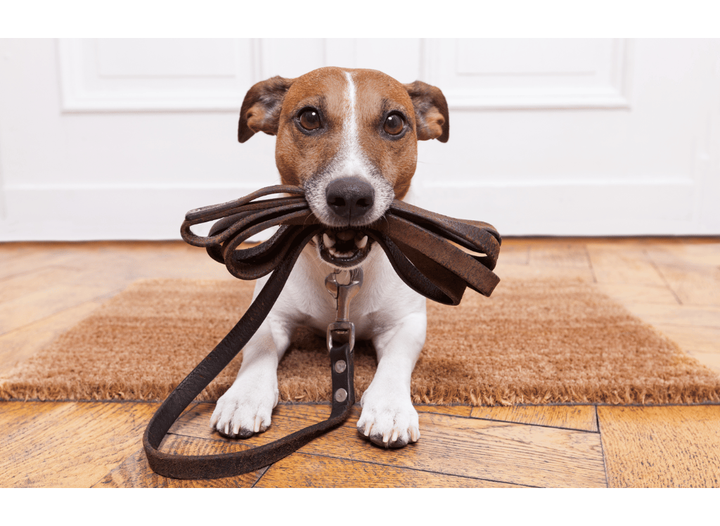 How to Choose the Perfect Soft Leather Dog Leash