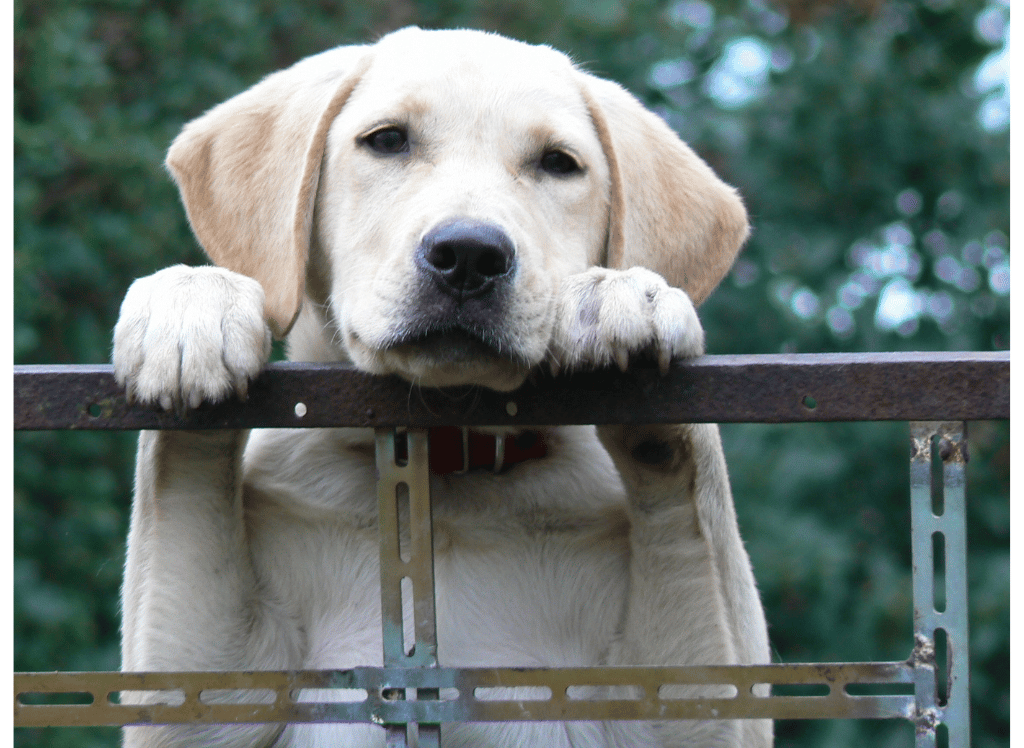 Nose Butter for Dogs: Smoother Sniffs for Your Furry Friend