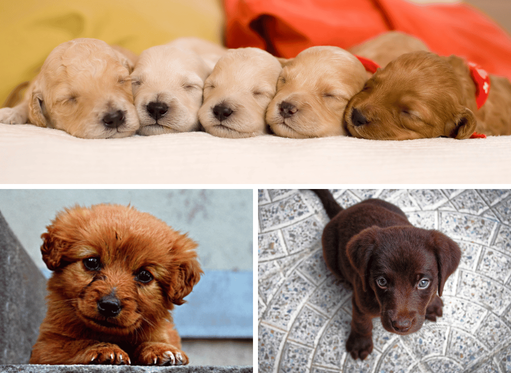 Puppy Power: Reviewing the Top 5 Puppy Teething Rings