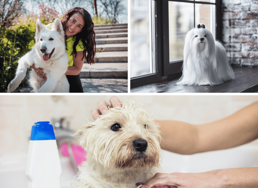 Shampoo for White Dogs to Keep Your Pooch Pearly White