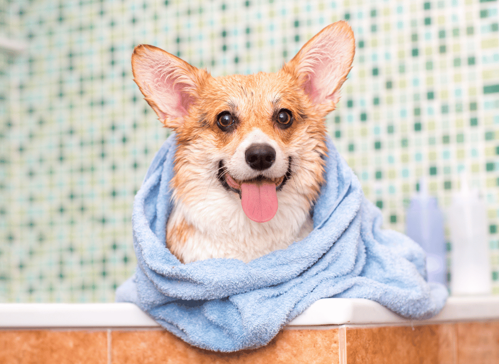 Say Goodbye to Allergies with Allergenic Shampoo for Dogs!