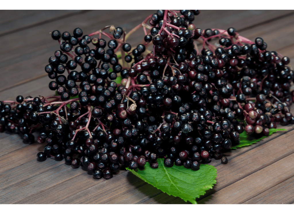 Elderberry Capsules Are Nature's Natural Medicine