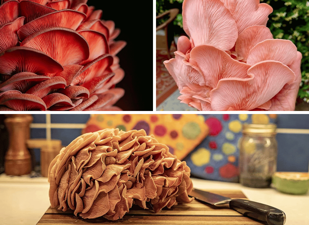 Pink Oyster Mushroom: The Secret to Healthy Dishes