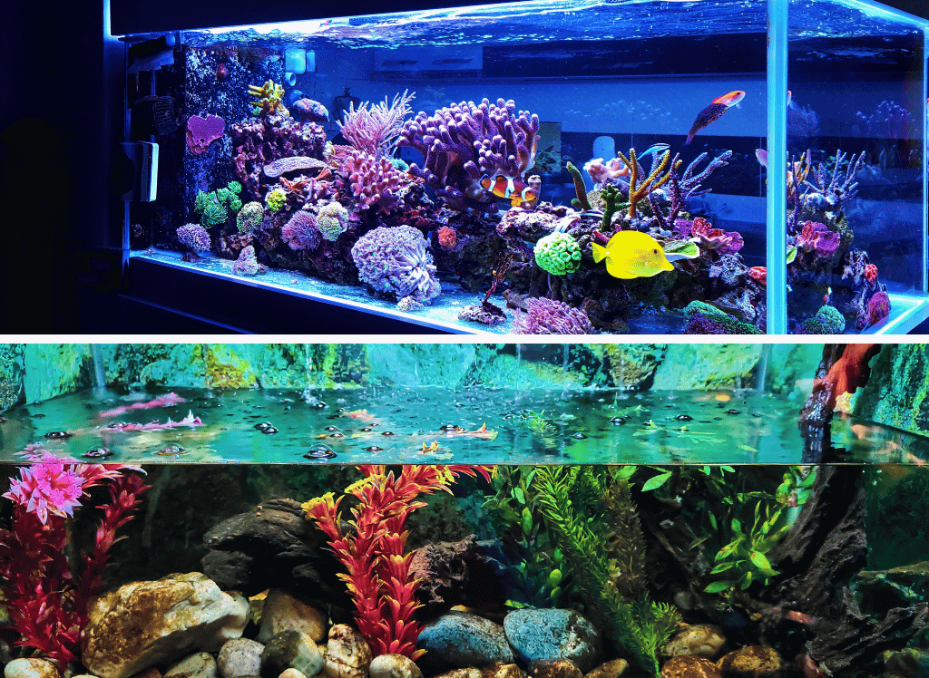 Unleash the Aquatic Wonders with a 50 Gallon Fish Tank