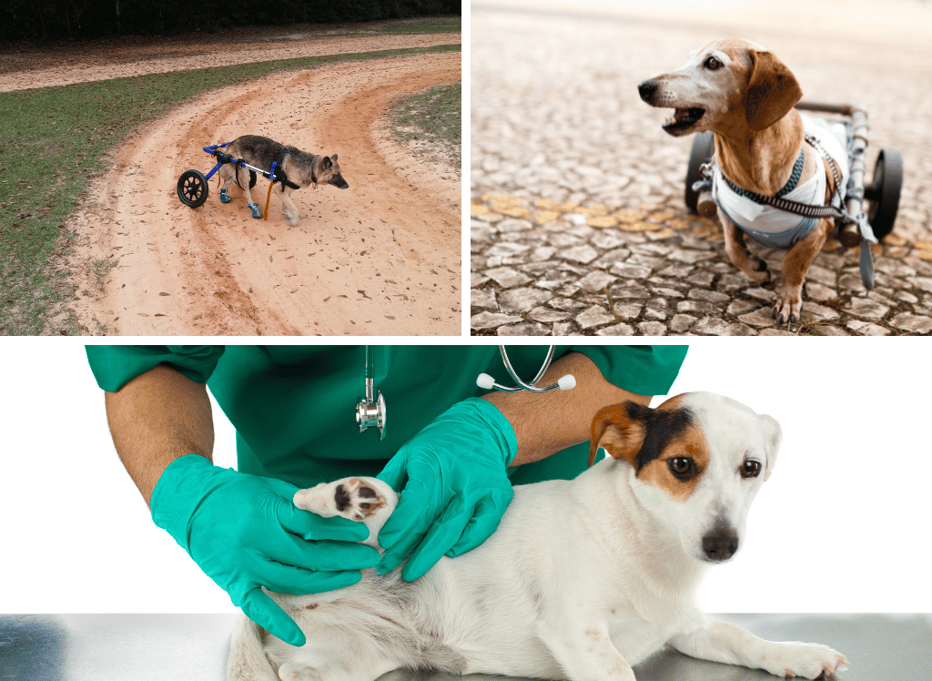 Achieving Mobility With a Dog Wheelchair for Back Legs