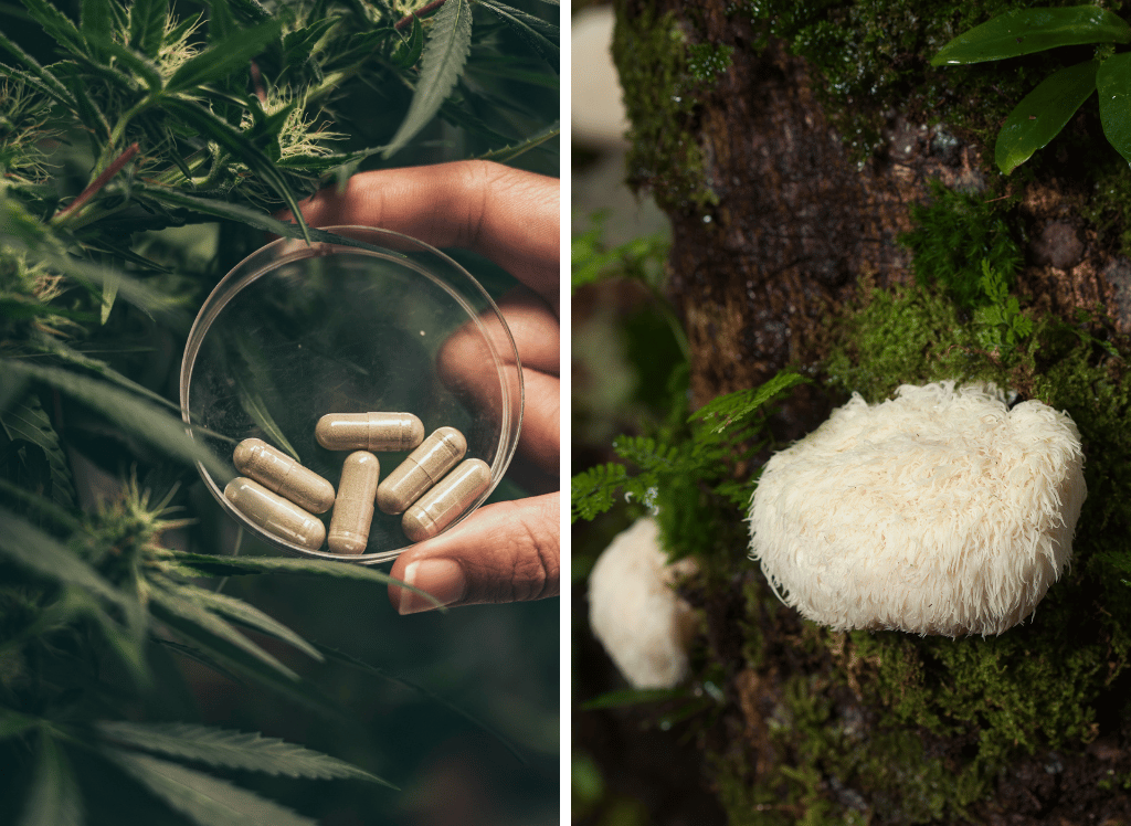 Grow Your Health With a Lions Mane Mushroom Supplement