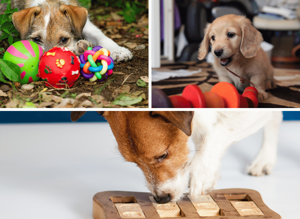 Paws-itively Fun: Finding The Right Dog Enrichment Toys