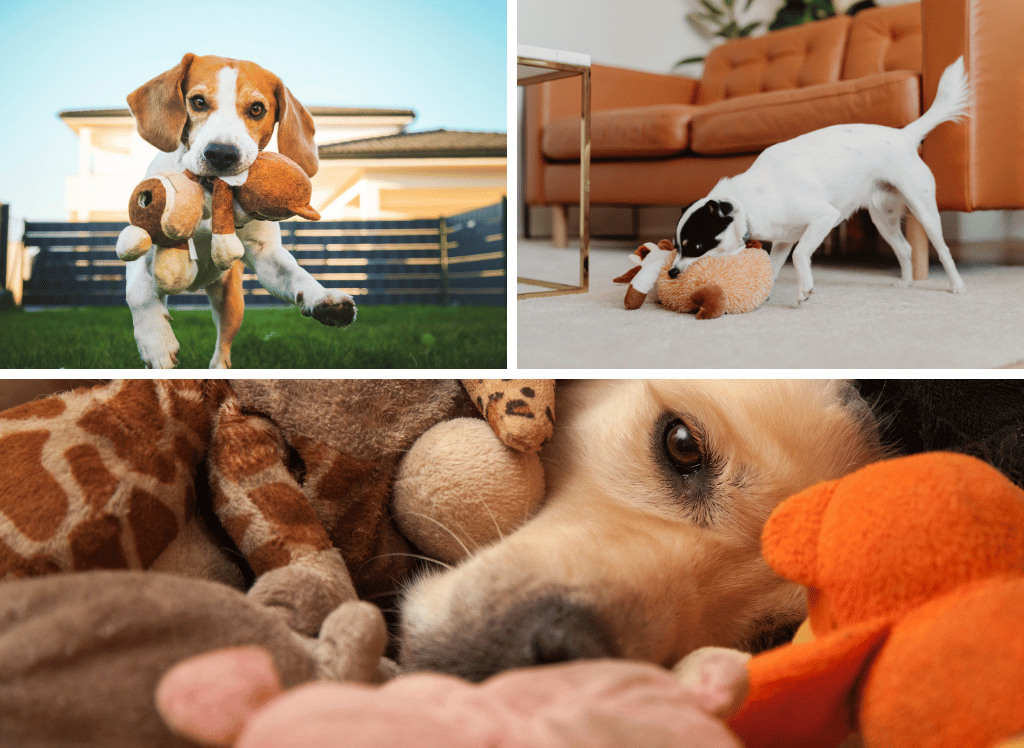 Our Top 5 Picks for Fun Toy Squeakers for Dogs