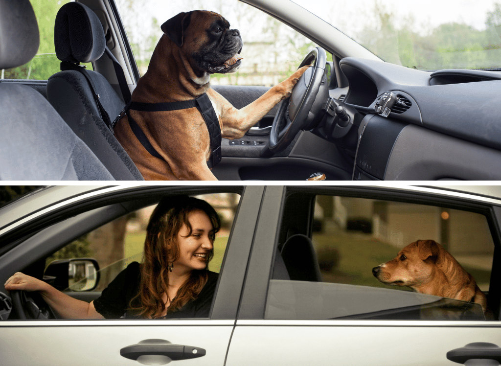 Secure and Comfy With a Medium & Large Dog Car Seat