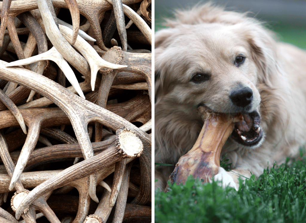 Deliciously Healthy Snacks: Dog Antler Chews