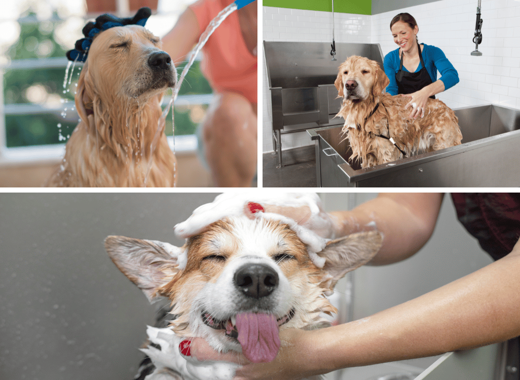 Top Tubs for Bathing Dogs: Keep Your Canine Clean and Comfy!