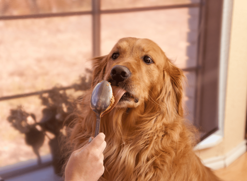 Calming Peanut Butter for Dogs Is The Perfect Supplement