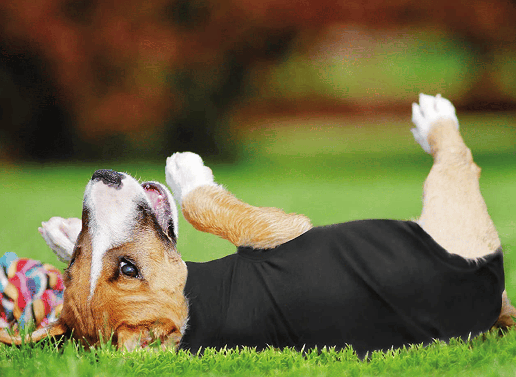 Surgery Is A Breeze With a Dog Surgery Suit