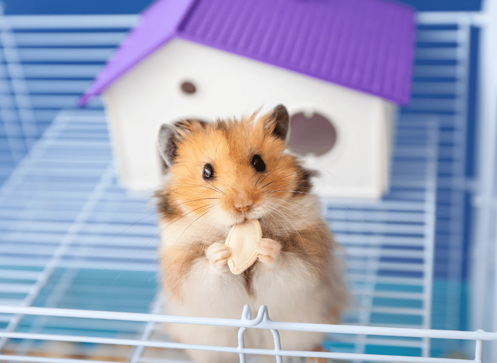 Hamster Road Trip With A Hamster Travel Cage