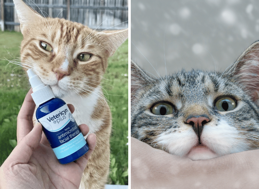 Cat-Zits: The Lowdown on Feline Acne