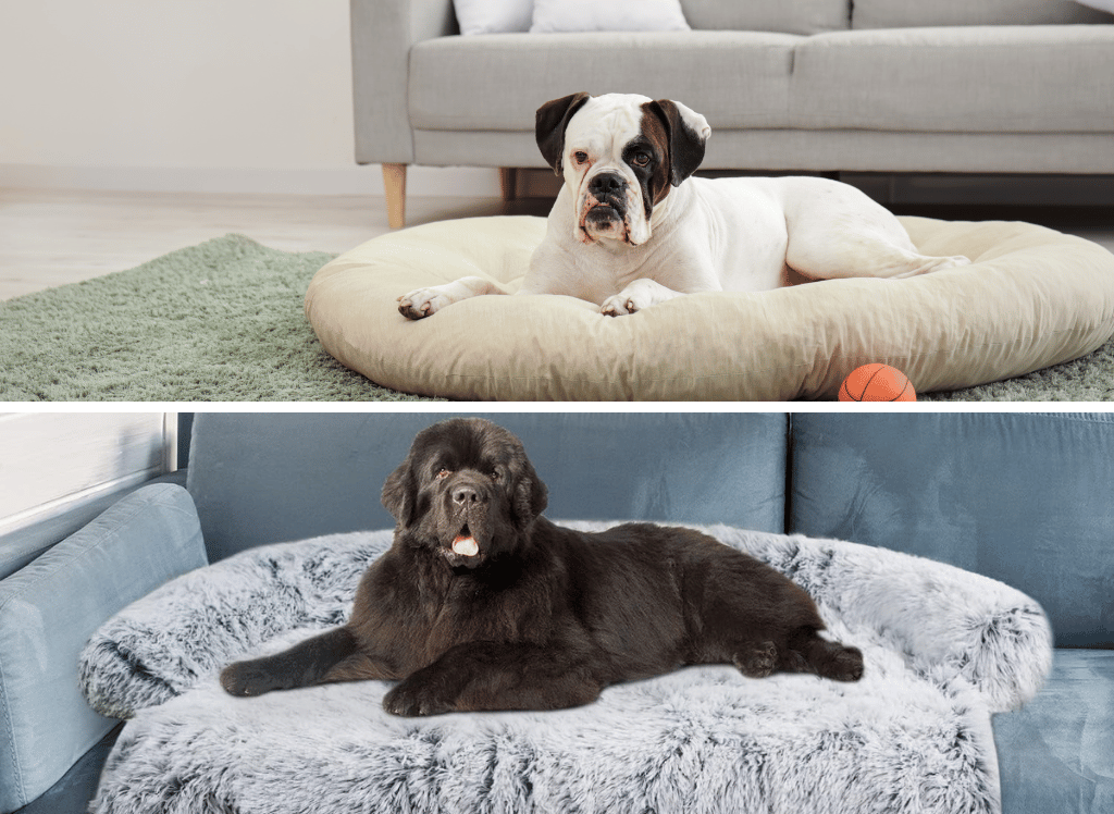 Dog Sofa Beds Are Perfect To Keep Your Canine Comfy