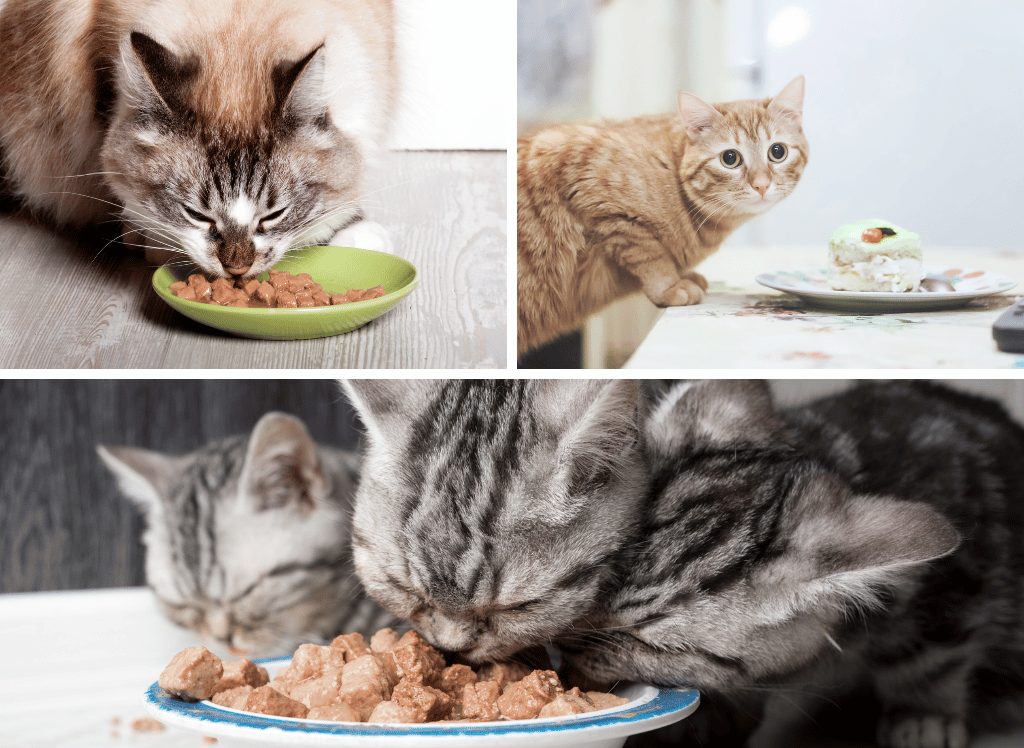 Nulo Cat Food: The Perfect Diet For Your Feline Friend