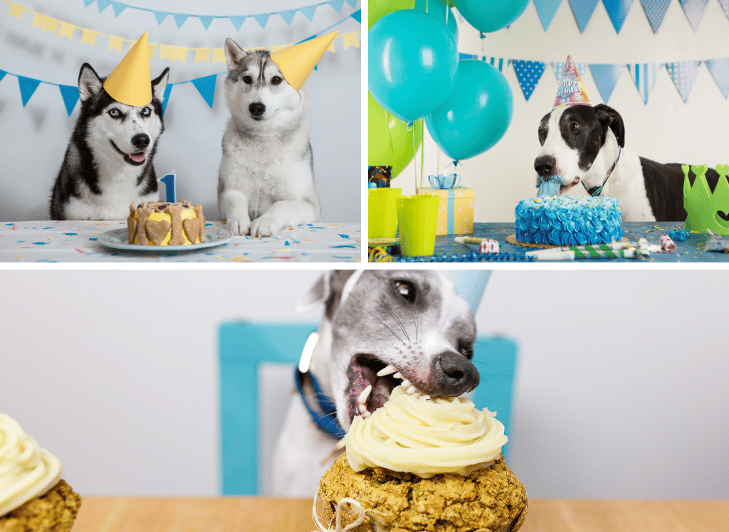 Dog Birthday Treats To Celebrate Your Pup's Special Day!