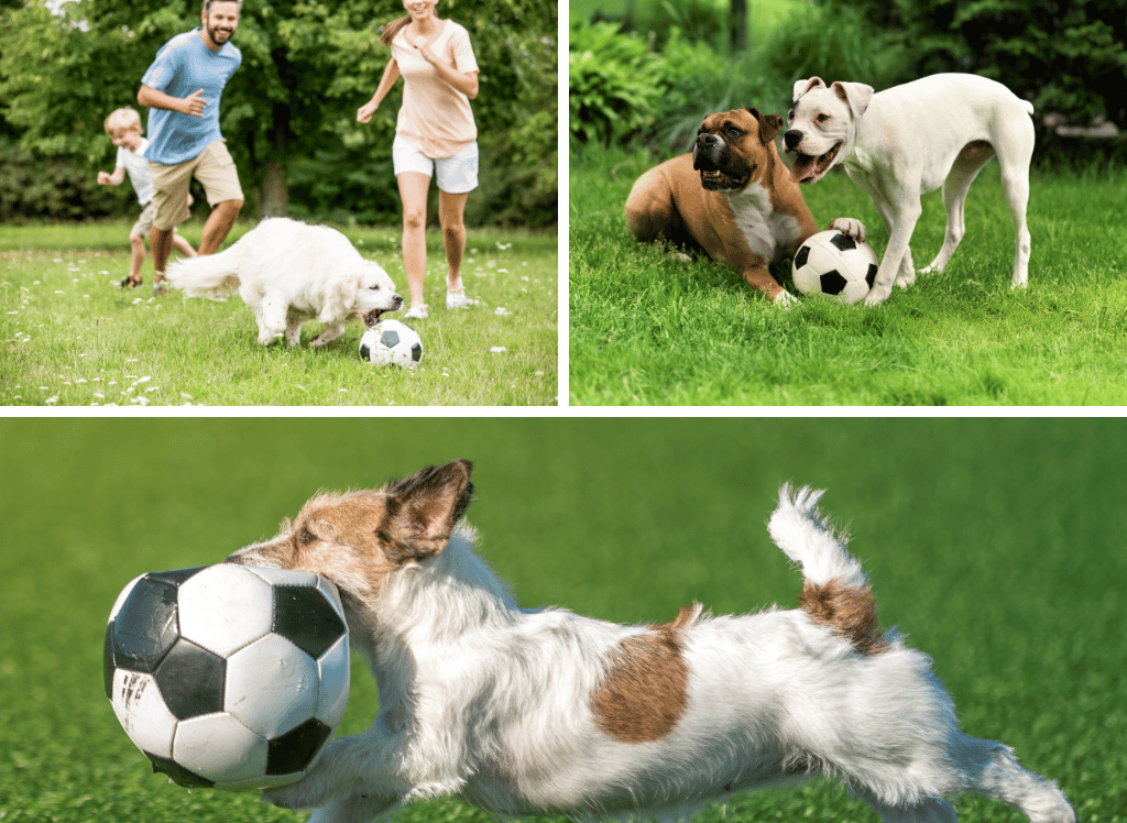 Fetch a Winning Score: Fun with a Dog Soccer Ball