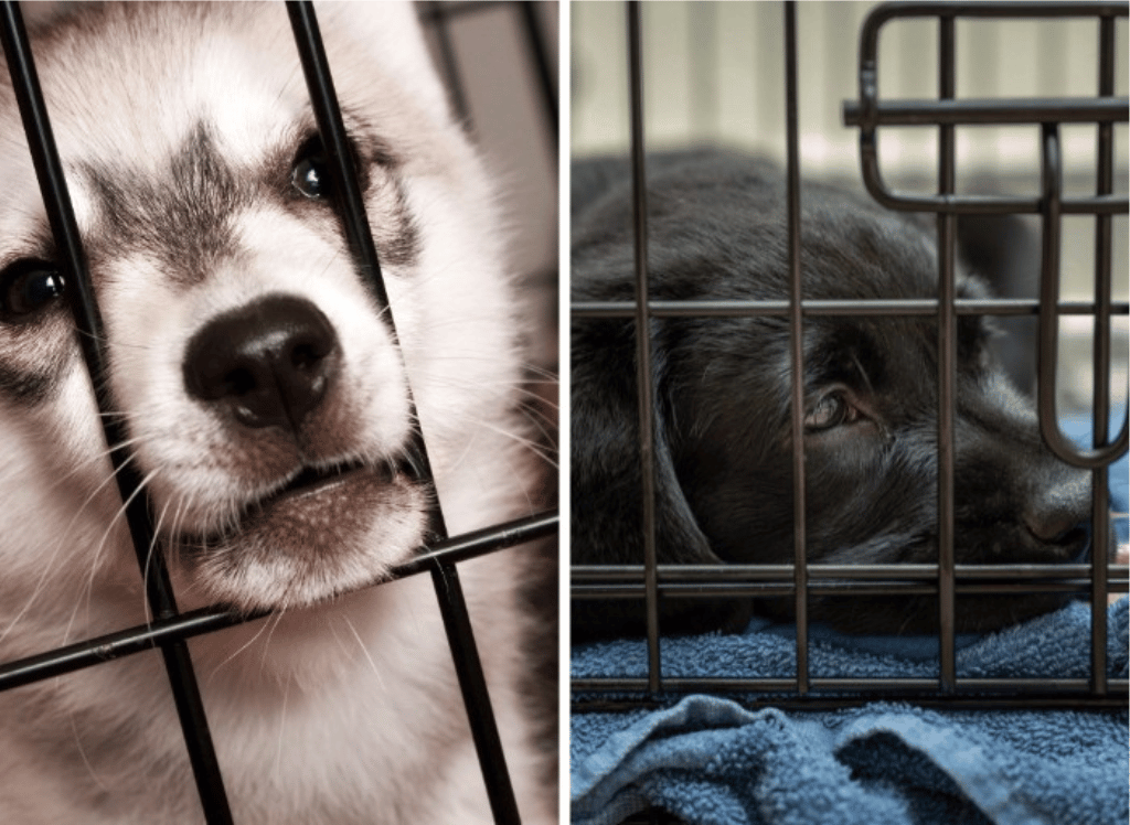 The Perfect Solution: A Dog Crate with Divider