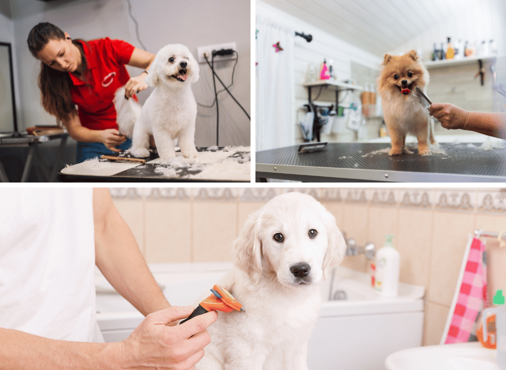 The Best Dog Clippers: A Tail-Wagging Guide