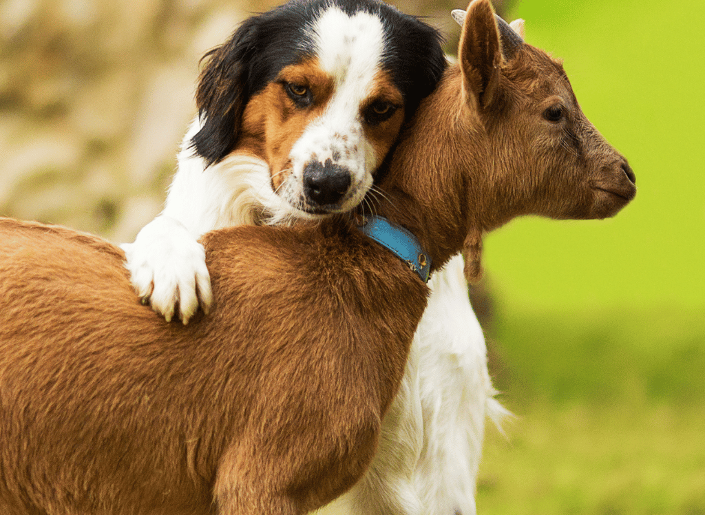 The Benefit Of Goats Milk for Dogs