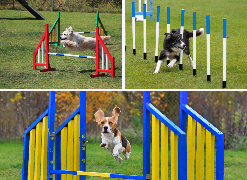 Running the Course: A Guide to Dog Agility Equipment