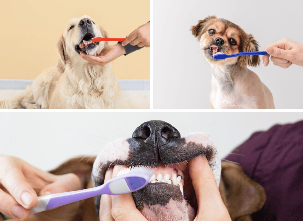 Dog Toothpaste For A Pearly White Smile for Your Pooch