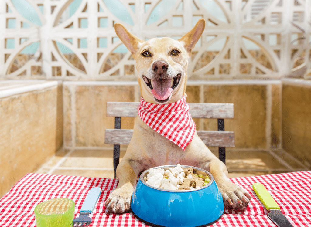 Tail-Wagging Goodness With Bone Broth for Dogs