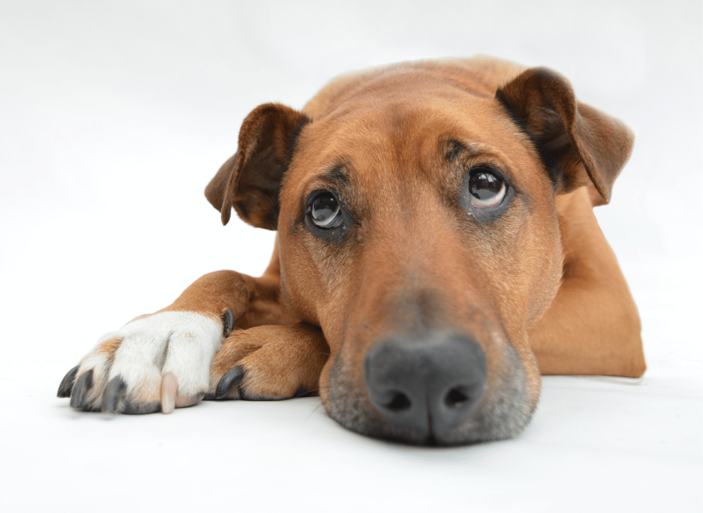 Simple and Natural Relief for Dog Constipation