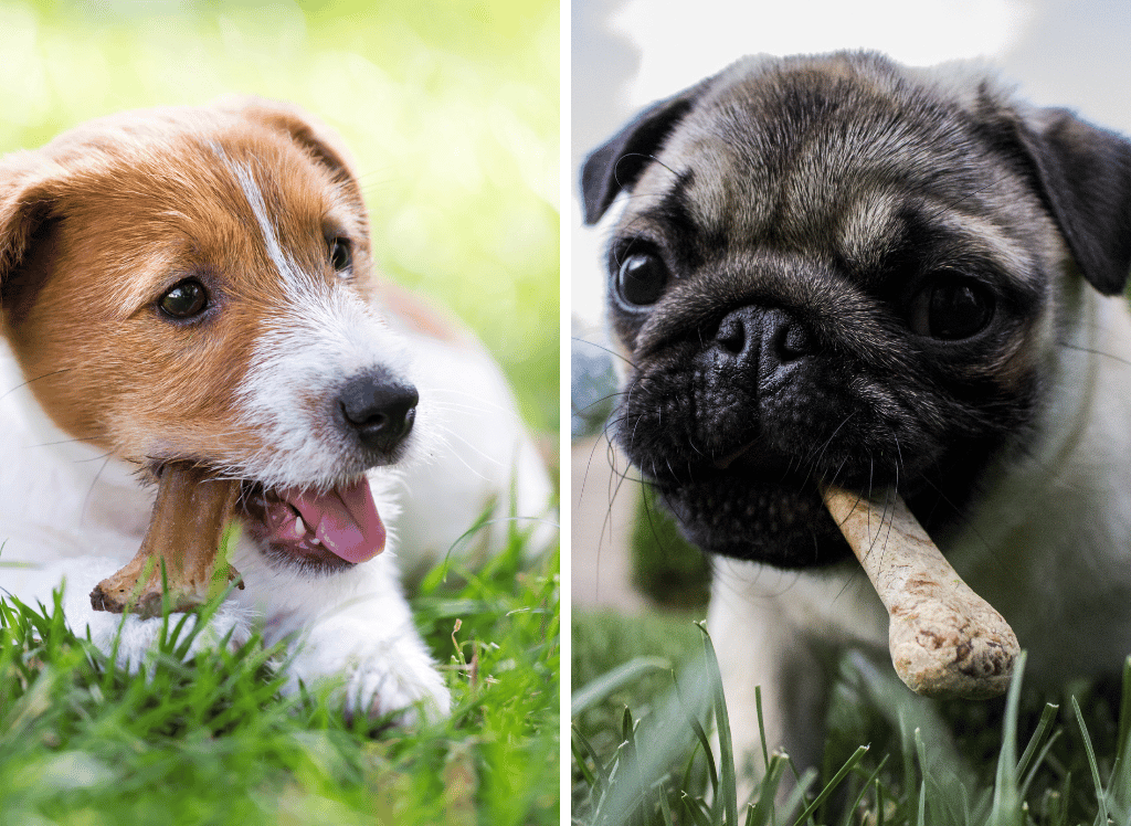 Delicious Dog Bones: A Treat Your Pooch Will Love