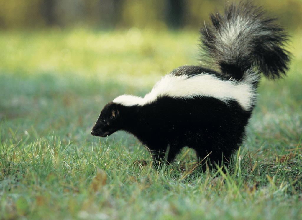 Keep Skunk Smell Away With Shampoo and Skunk Spray for Dogs