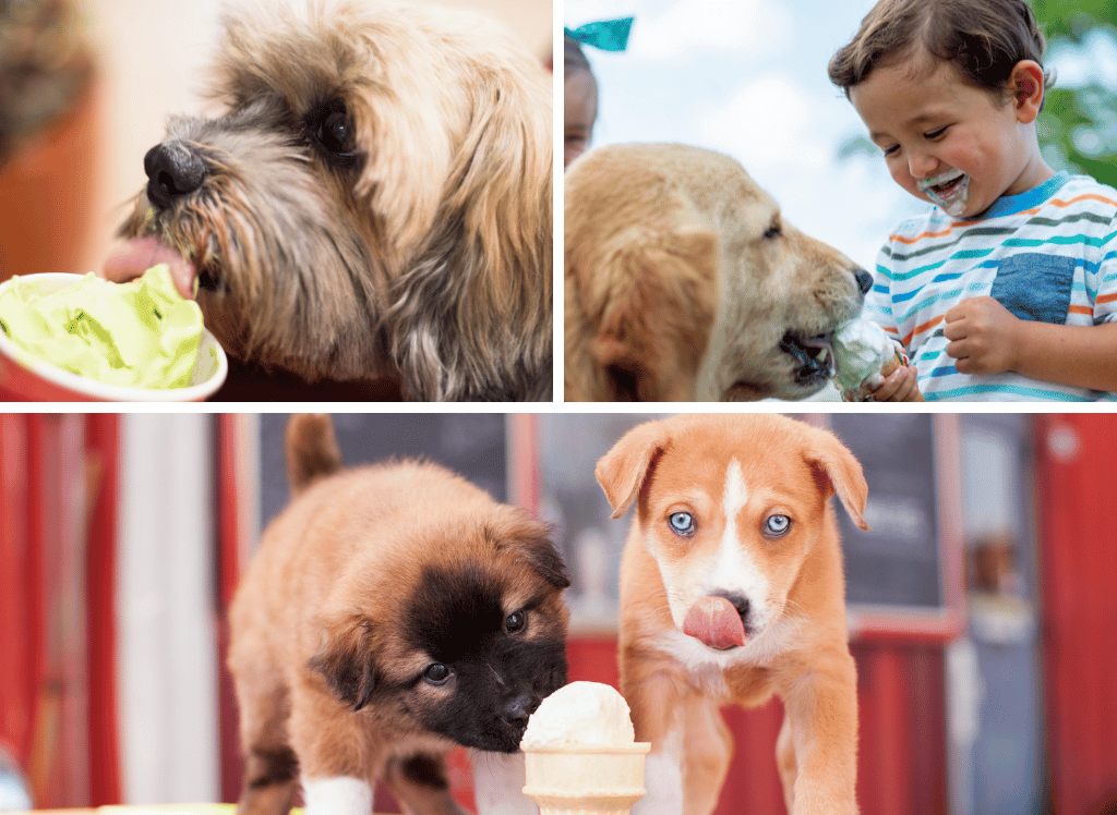 Chill Out with the Best Ice Cream for Dogs!