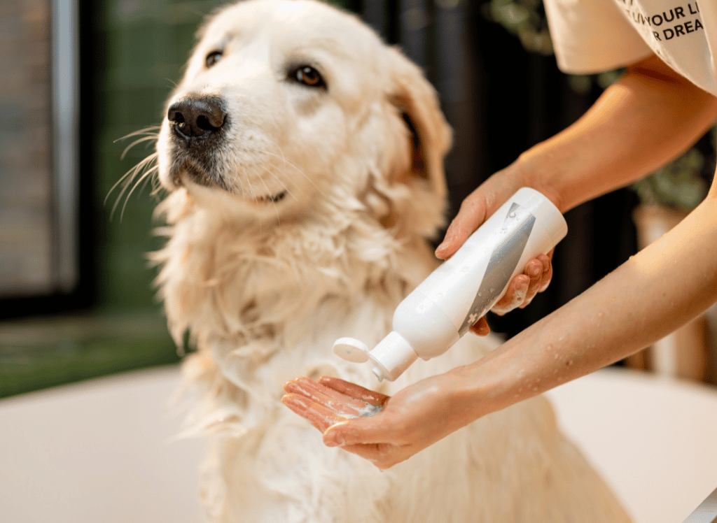 Fleas Begone! The Best Flea Shampoo for Dogs