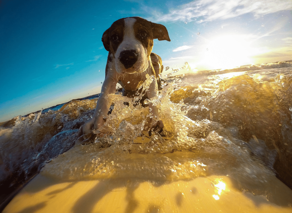 Dog Sunscreen: Protecting Your Furry Friend From Summer Rays