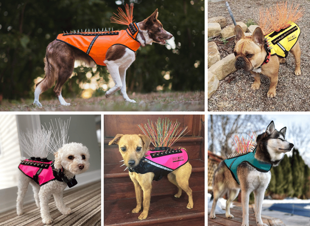 Protect Your Pup With A Coyote Vest for Dogs