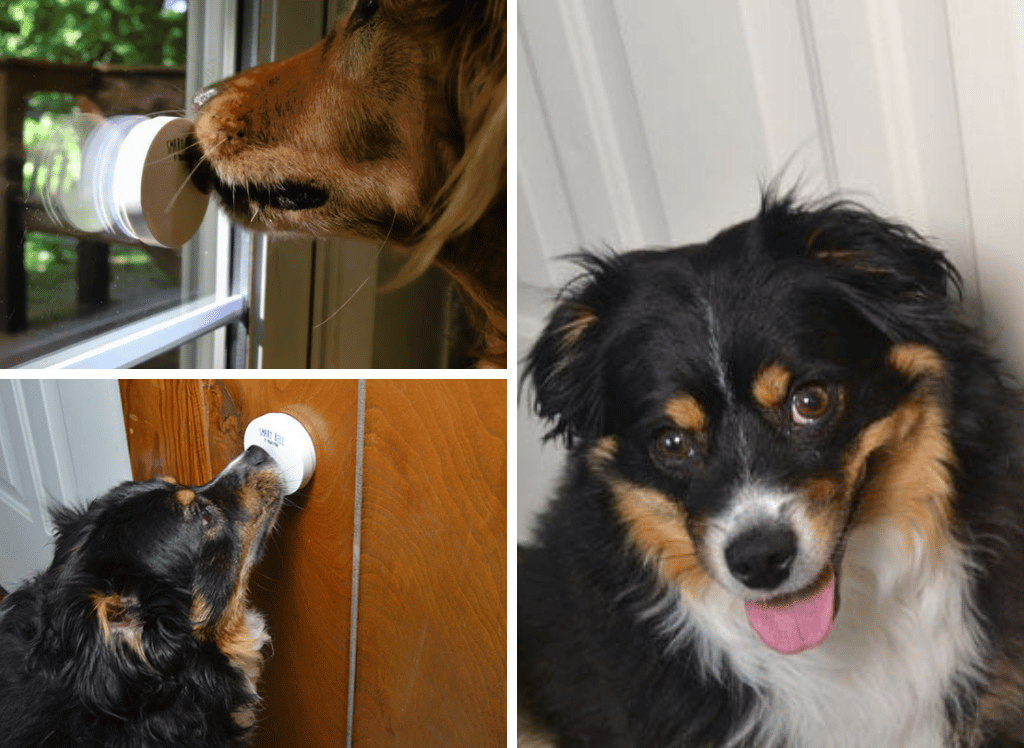 Training Your Pup With A Dog Doorbell For Potty Alerts