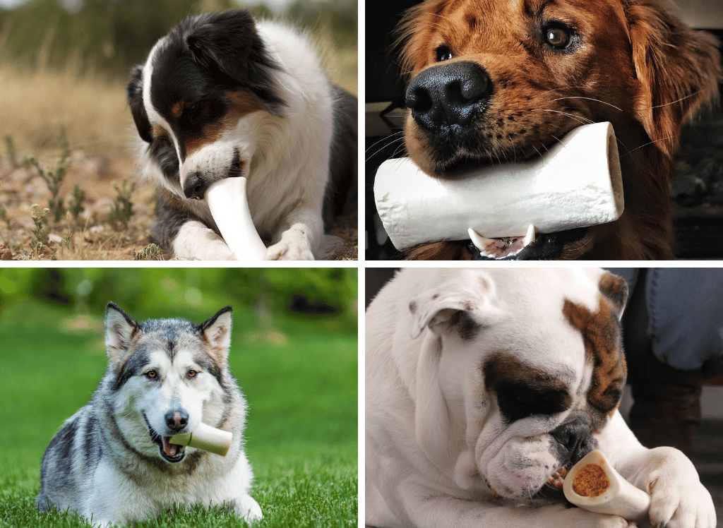 A White Dog Bone: A Treat for Every Pup!