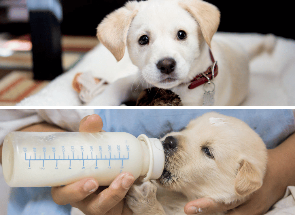 Puppy Bottles For Puppy Hydration and Health