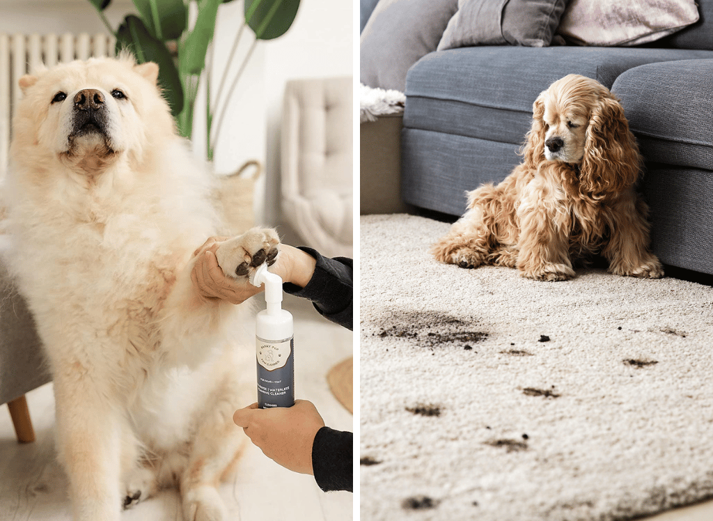 Clean Paws, Clean House: The Benefits of a Dog Paw Cleaner