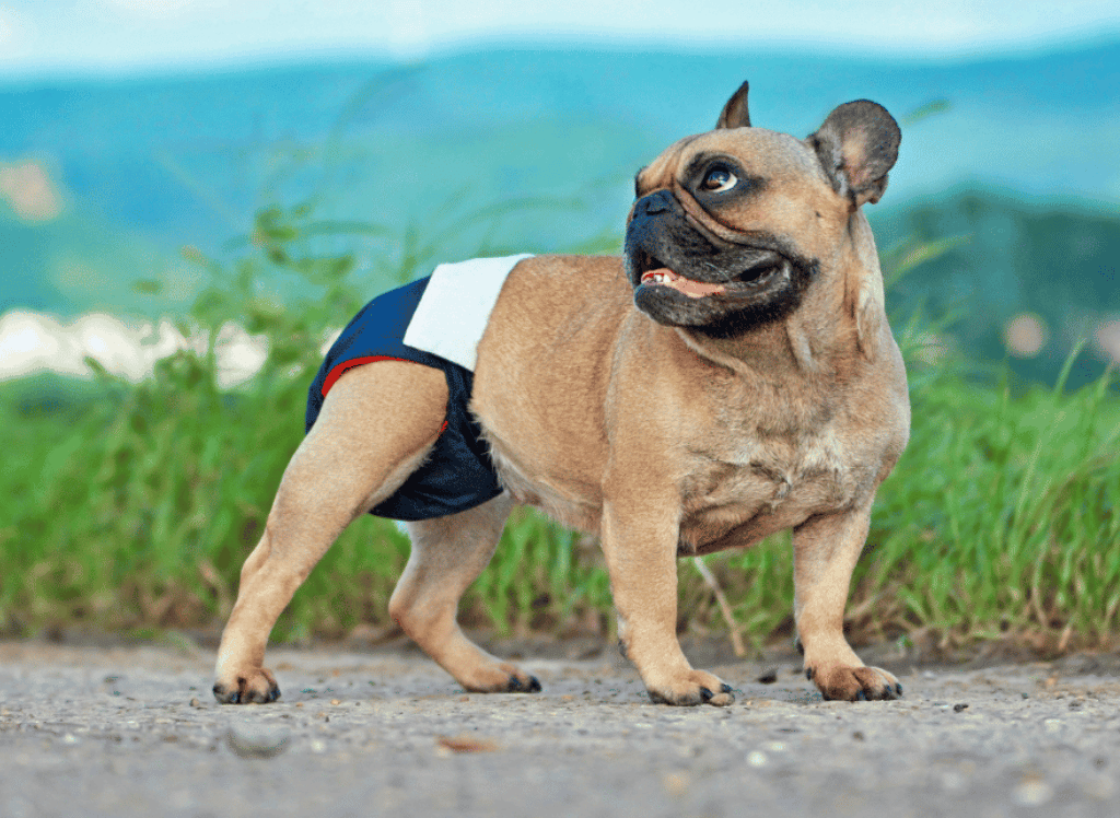 Diapers for Dogs in Heat