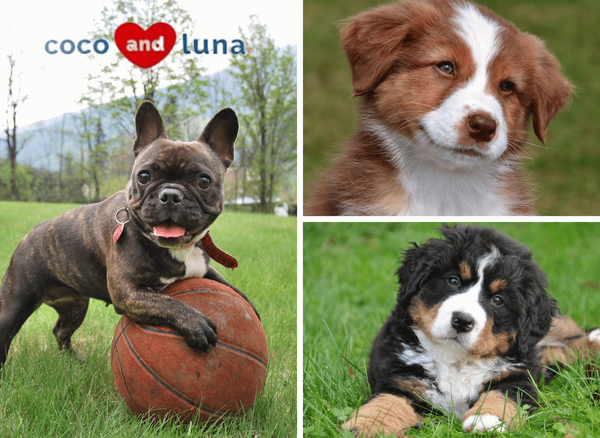 Coco and Luna Quality Dog Products For Your Cuddly Fur Baby