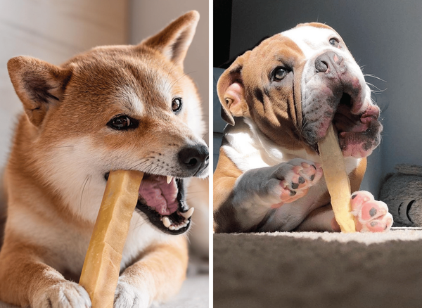 Himalayan Yak Chews Are Amazing Natural Dog Treats